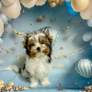 Фото №1. бивер-йоркширский терьер - купить в Минске за 134512₽. Объявление №158573