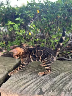 Фото №2 к объявлению №152665 о продаже бенгальская - купить в Швейцарии частное объявление