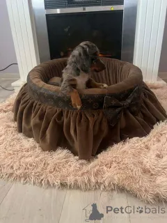 Фото №4. Продажа таксу в Нови Сад  - цена договорная