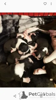 Дополнительные фото: Щенки Бостон-терьера