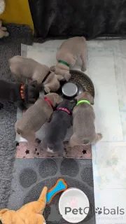 Фото №1. французский бульдог - купить в Монтеррей за Бесплатно. Объявление №147158