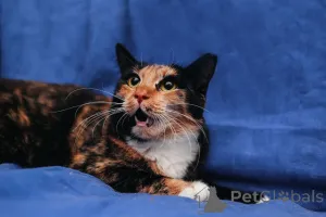 Фото №1.  - купить в Минске за Бесплатно. Объявление №164182