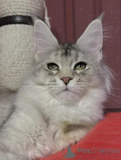 Дополнительные фото: Куда бы ни пошел Тео, мир следует за любовью, завернутой в мех.