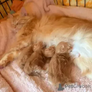 Фото №2 к объявлению №167255 о продаже мейн-кун - купить в Германии частное объявление