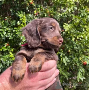 Дополнительные фото: Dachshund щенки на продажу (мужчина и женщина)