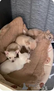 Фото №3. Ready to leave now. Girl chihuahua.....whatsapp me at 44 7453 907158.  Нидерланды