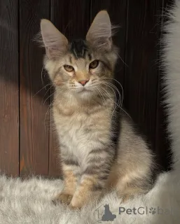 Фото №3. Там, где спокойствие, там Уиллоу сердцебиение каждого уютного дома.. Нидерланды