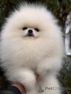 Фото №2 к объявлению №161130 о продаже  - купить в Канаде 