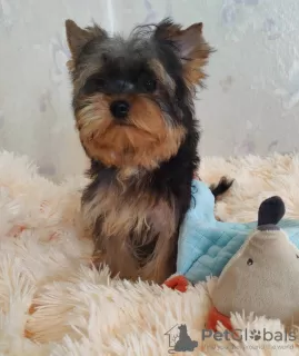 Фото №3. Yorkshire terrier. Boy's and girl's..  Германия