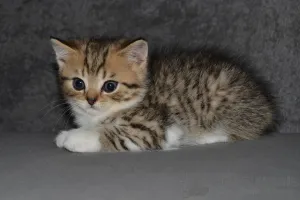 Дополнительные фото: Шотландская кошечка в мраморном окрасе