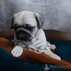 Фото №3. Шикарный красавчик!.  Украина