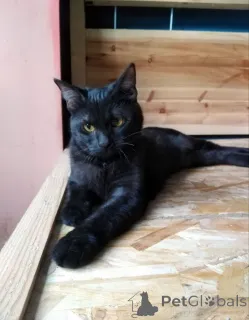 Дополнительные фото: Сабрина ищет дом.