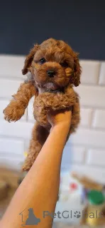 Дополнительные фото: Юлия Кожухар