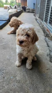 Дополнительные фото: Продаются щенки Лаготто Романьоло