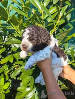 Дополнительные фото: Лаготто Ромагноло щенки