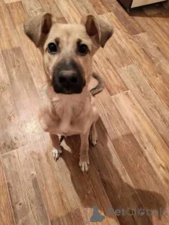 Дополнительные фото: Люся, щенок, который очень хочет быть чьей-то