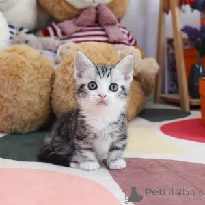 Фото №2 к объявлению №152216 о продаже манчкин - купить в США заводчик