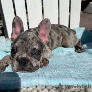 Дополнительные фото: Все щенки еще свободны. Ветеринар проверил готовность к родам, если необходимо,