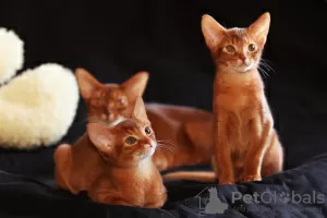 Дополнительные фото: Абиссинская кошка в Беларуси