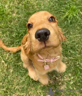 Фото №3. Познакомьтесь с Джаспером, любопытным сердцем и хвостом, который никогда не.  Нидерланды