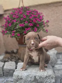 Дополнительные фото: Американский хулиган XL щенки для продажи