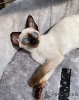 Фото №3. Top Quality Siamese Kittens.... Германия