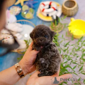 Фото №1. мальтипу - купить в Луизиана за 44354₽. Объявление №151986