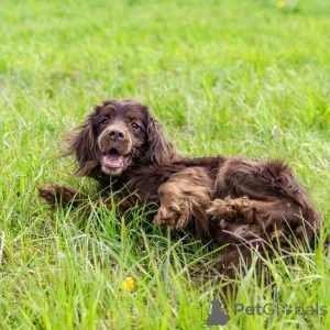 Дополнительные фото: Фенотип спаниеля Марсель ищет дом.