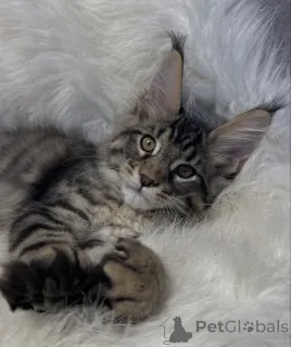 Фото №1. мейн-кун - купить в Баден-Бадене за 91839₽. Объявление №163669