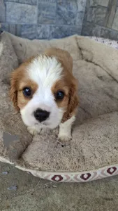 Дополнительные фото: Чистокровные мальчики Кавалер-Кинг-Чарльз-Спаниель.