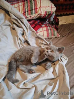 Дополнительные фото: Британский Куржаар. WhatsApp 44 7453 907158