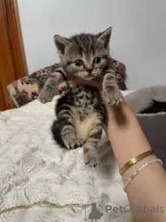 Фото №2 к объявлению №166324 о продаже европейская короткошерстная - купить в Финляндии частное объявление, заводчик