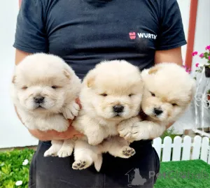 Фото №4. Продажа чау-чау в Сомбор  - цена договорная