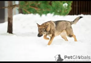 Дополнительные фото: Знакомьтесь !!!это - Мотя