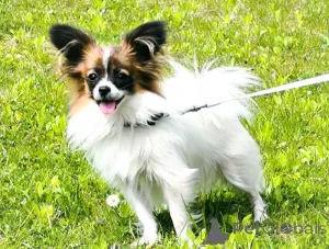Дополнительные фото: Папийон, Papillon
