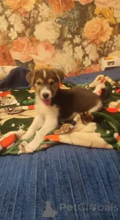 Фото №2 к объявлению №153727 о продаже беспородную - купить в России частное объявление