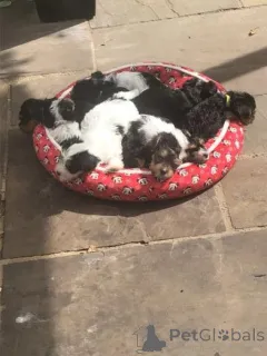 Фото №1. бивер-йоркширский терьер - купить в Озеро за договорная. Объявление №159987