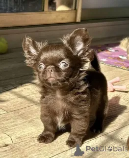 Фото №1. чихуахуа - купить в Мюнхене за договорная. Объявление №159375