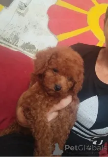 Дополнительные фото: Красный карликовой пудель, красивые щенки