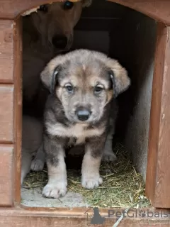 Дополнительные фото: Ищут дом 5 очаровательных щенков!