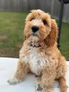 Фото №2 к объявлению №165714 о продаже лабрадудля - купить в Великобритании частное объявление, заводчик