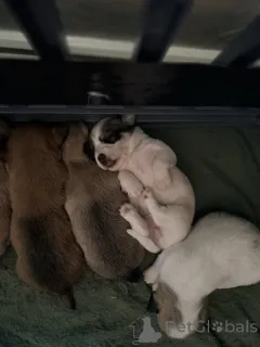 Дополнительные фото: Щенки чихуахуа Мальтипу х чашка.