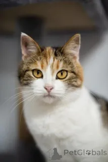 Фото №1.  - купить в Химках за Бесплатно. Объявление №159490