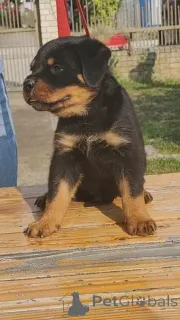 Дополнительные фото: Rottweiler красивые щенки