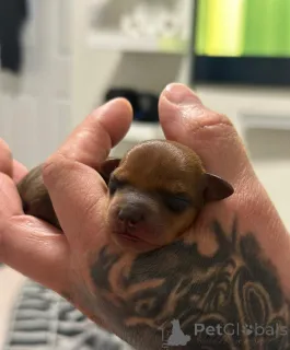 Дополнительные фото: Чистый 100% заводчик, имеющий лицензию миниатюрного пинчера