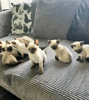 Фото №1. сиамская - купить в Ганновер за 23192₽. Объявление №156678