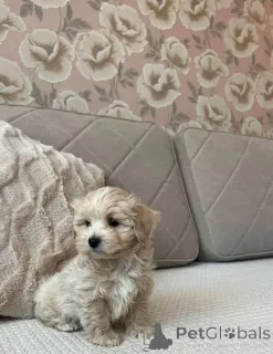 Фото №4. Продажа мальтипу в Stralsund частное объявление - цена Бесплатно