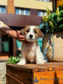 Дополнительные фото: Щенок Джек Рассел Терьер от Чемпионов c родословной