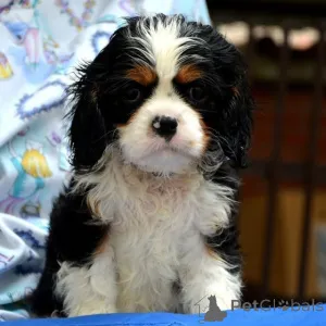 Дополнительные фото: Король кавалера Чарльз Спаниль Бленхейм и триколор