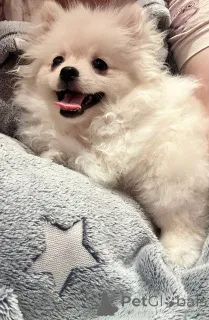 Дополнительные фото: Померанский шпиц девочка